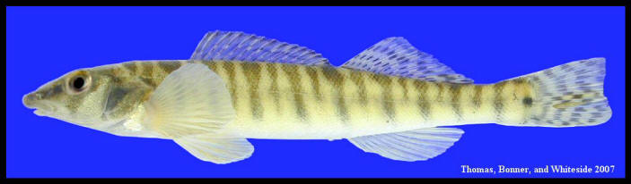 Percina caprodes (Rafinesque, 1818)